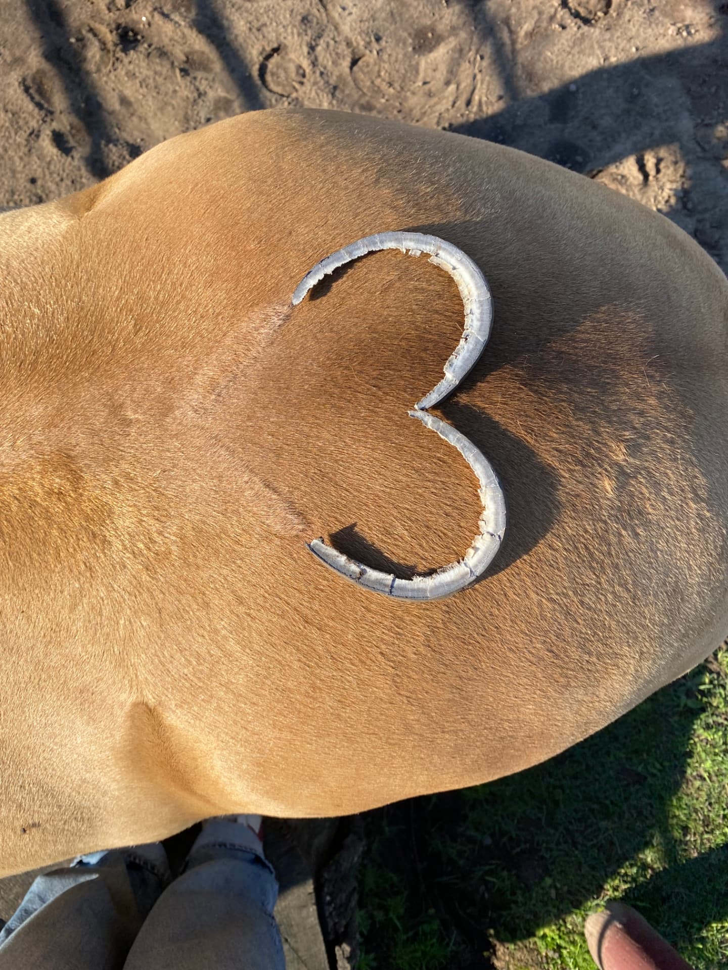 Detail van de rug van een paard met een geschoren teken
