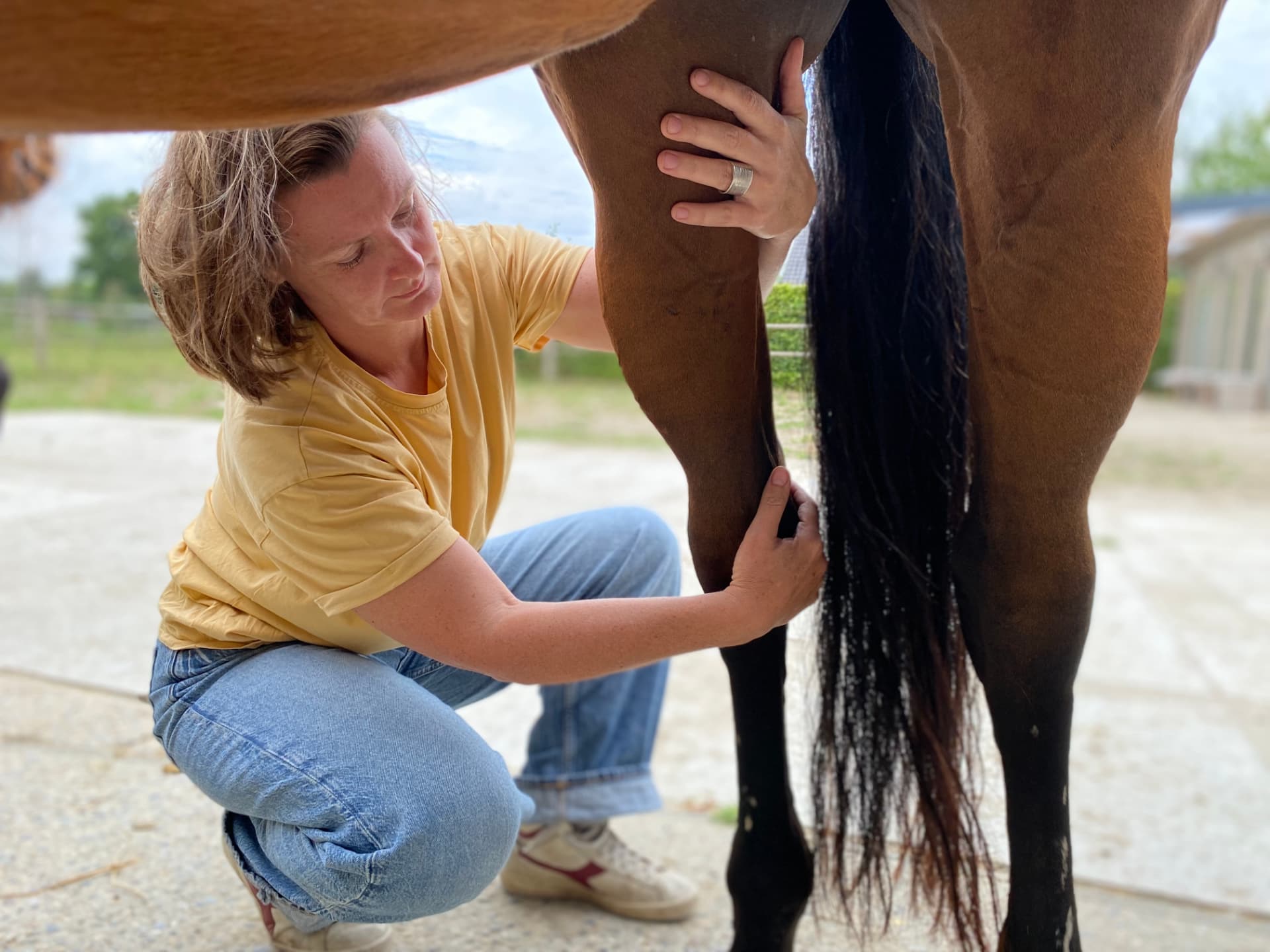 Laurence behandelt het achterbeen van een paard